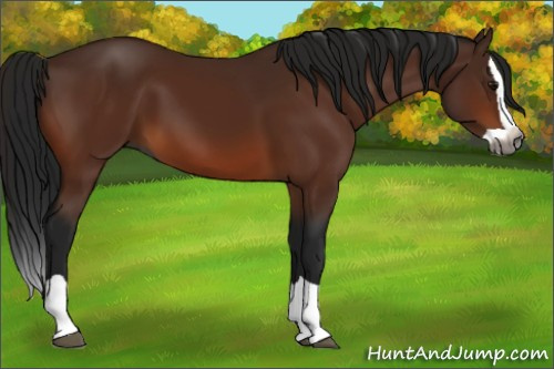 Horse Color:Gray Bay Splash