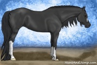Horse Color:Black 
