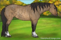 Horse Color:Brown Dun Rabicano and Buckskin Dun Rabicano
