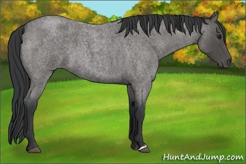 Horse Color:Blue Roan 