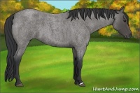 Horse Color:Blue Roan 
