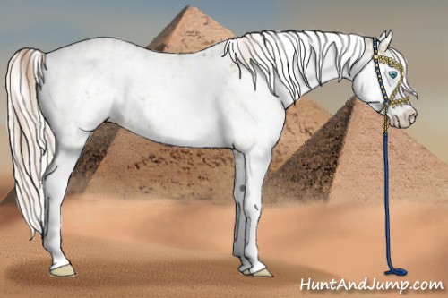 Horse Color:Chocolate Palomino Pearl Sabino Appaloosa Rabicano and Palomino Pearl Sabino Appaloosa Rabicano