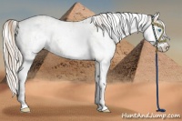 Horse Color:Chocolate Palomino Pearl Sabino Varnish Rabicano  and Palomino Pearl Sabino Varnish Rabicano 