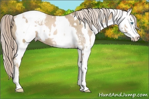 Horse Color:Chocolate Palomino Pearl Sabino Appaloosa Rabicano and Chocolate Palomino Pearl Sabino Appaloosa Rabicano