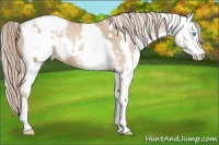 Horse Color:Chocolate Palomino Pearl Sabino Snowcap Rabicano  and Chocolate Palomino Pearl Sabino Near Fewspot Rabicano 