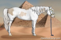 Horse Color:Chocolate Palomino Pearl Sabino Appaloosa Rabicano and Chocolate Palomino Pearl Sabino Appaloosa Rabicano