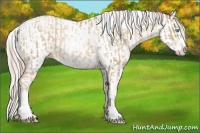 Horse Color:Chocolate Palomino Pearl Sabino Appaloosa Rabicano  and Gold Cream Champagne Pearl Sabino Tobiano Appaloosa Rabicano 