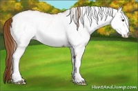 Horse Color:White Spotted Chestnut 
