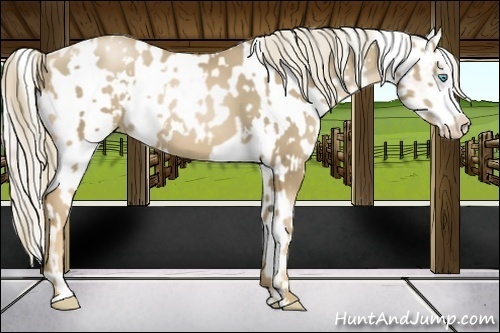 Horse Color:White Spotted Chocolate Palomino Pearl Sabino Rabicano  and Chocolate Palomino Pearl Sabino Varnish Rabicano 