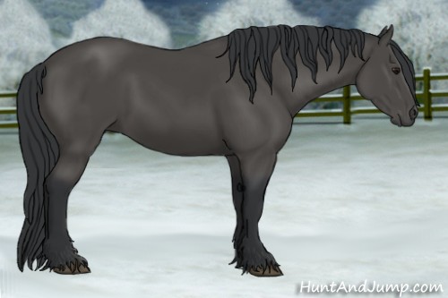 Horse Color:Black 