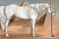Horse Color:Chocolate Palomino Pearl Sabino Appaloosa Rabicano  and Chocolate Palomino Pearl Sabino Appaloosa Rabicano 