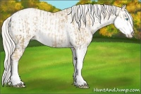 Horse Color:Chocolate Palomino Pearl Sabino Appaloosa Rabicano  and Gold Cream Champagne Pearl Sabino Appaloosa Rabicano 