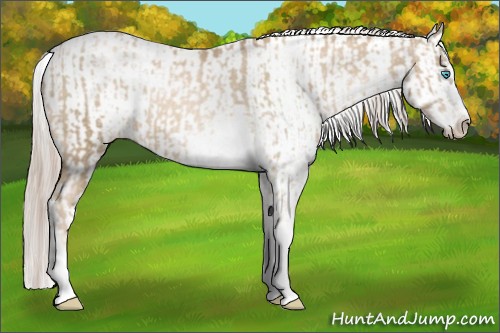 Horse Color:Chocolate Palomino Pearl Sabino Appaloosa Rabicano  and Chocolate Palomino Pearl Sabino Appaloosa Rabicano 