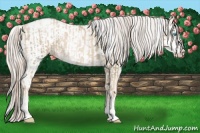 Horse Color:Chocolate Palomino Pearl Sabino Varnish Rabicano  and Palomino Pearl Sabino Varnish Rabicano 