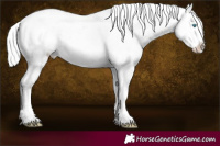 Horse Color:Platinum Chocolate Palomino Pearl Sabino Appaloosa Rabicano  and Platinum Chocolate Palomino Pearl Sabino Appaloosa Rabicano 