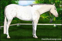 Horse Color:Gray Silver Amber Cream Champagne Roan Dun Splash Tobiano Frame Near Leopard Rabicano 