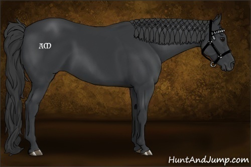 Horse Color:Black 