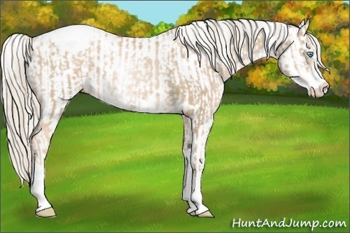 Horse Color:Chocolate Palomino Pearl Sabino Appaloosa Rabicano  and Chocolate Palomino Pearl Sabino Appaloosa Rabicano 