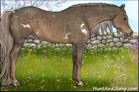 Horse Color:White Spotted Chocolate Palomino