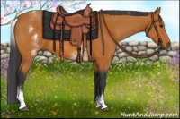 Horse Color:White Spotted Bay 