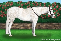 Horse Color:Chocolate Palomino Pearl Sabino Appaloosa Rabicano  and Palomino Pearl Sabino Appaloosa Rabicano 