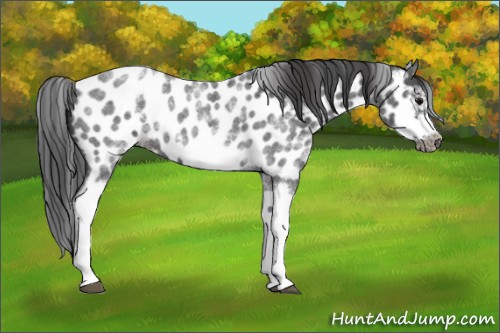 Horse Color:White Spotted Blue Roan Splash Frame Appaloosa 