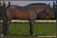 Horse Color:Brown 