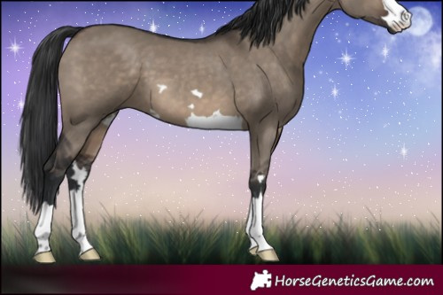 Horse Color:Brown Dun 