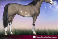 Horse Color:Brown Dun 
