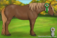 Horse Color:Gray Chestnut 