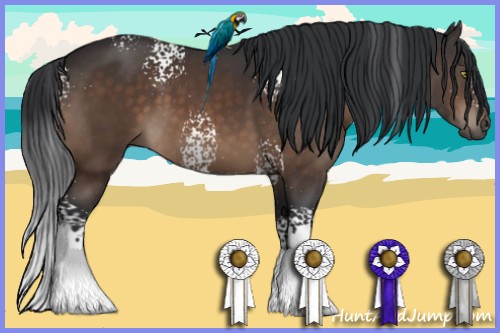 Horse Color:White Spotted Brown 