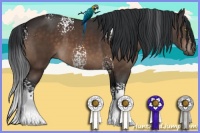 Horse Color:White Spotted Brown 