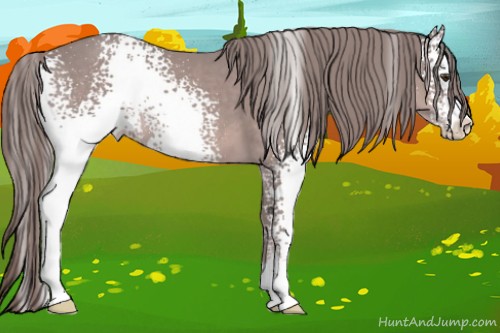 Horse Color:Platinum White Spotted Chestnut Sabino 