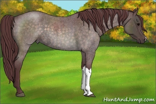 Horse Color:Platinum Chocolate Brown Roan 