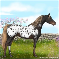 Horse Color:Liver Chestnut Near Leopard 