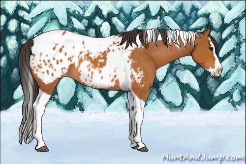 Horse Color:Bay Splash Tobiano Appaloosa  and Bay Splash Tobiano Appaloosa 