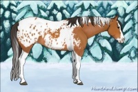 Horse Color:Bay Splash Tobiano Appaloosa  and Bay Splash Tobiano Appaloosa 
