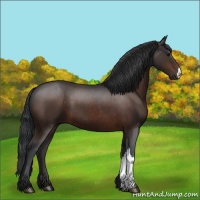 Horse Color:Brown 