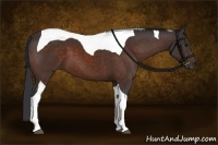 Horse Color:Brown Tobiano 