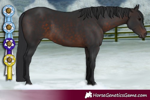 Horse Color:Brown 