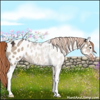 Horse Color:White Spotted Liver Red Dun Roan Appaloosa 