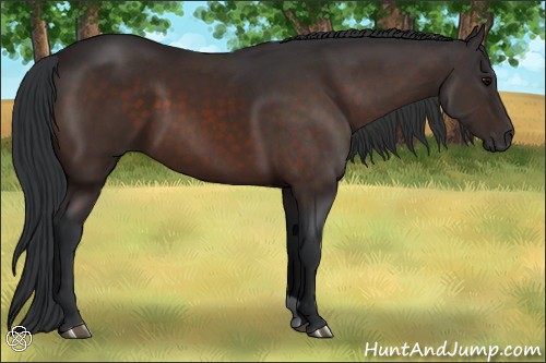 Horse Color:Brown 