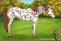 Horse Color:Chestnut Appaloosa