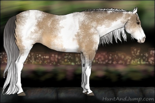Horse Color:White Spotted Buckskin 