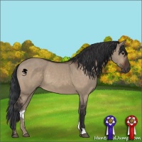 Horse Color:Brown Dun 
