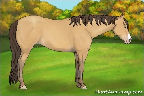 Horse Color:Amber Champagne