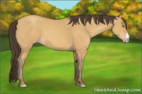 Horse Color:Amber Champagne