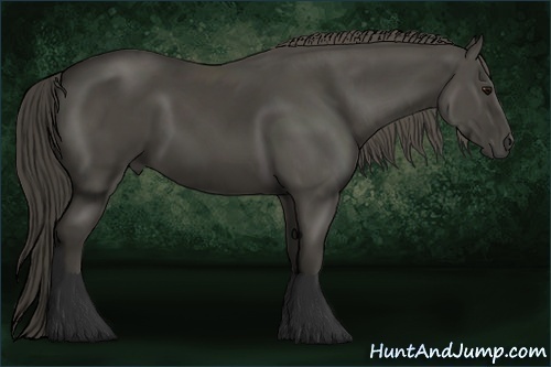 Horse Color:Smoky Black 