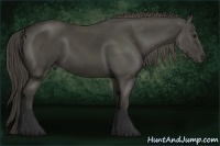 Horse Color:Smoky Black