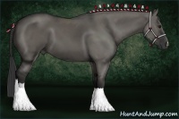 Horse Color:Grullo 